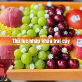 Thu-tuc-nhap-khau-trai-cay